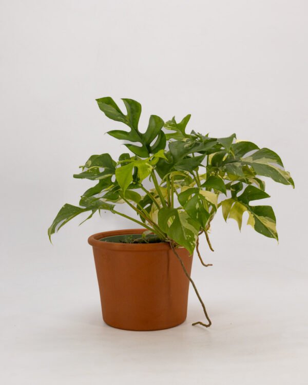 Rhaphidophora tetrasperma 'Variegata' - immagine 2