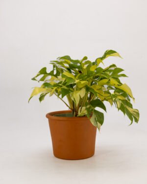 Rhaphidophora tetrasperma 'Variegata'