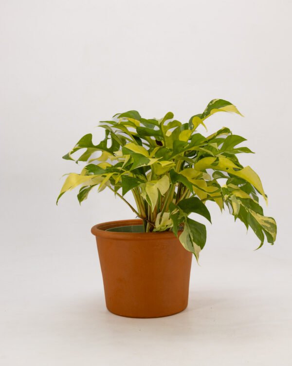 Rhaphidophora tetrasperma 'Variegata' - immagine 1