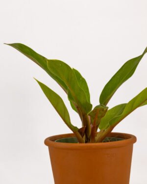 Philodendro 'Fat Boy' - immagine 3