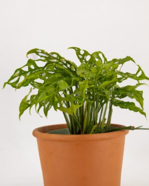 Monstera 'Obliqua Peru' - immagine 3