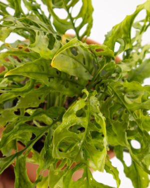 Monstera 'Obliqua Peru' - immagine 2