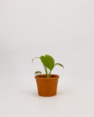 Monstera 'White'