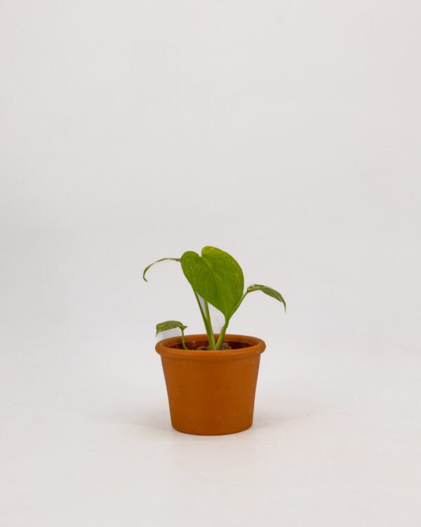 Monstera 'White' - immagine 1