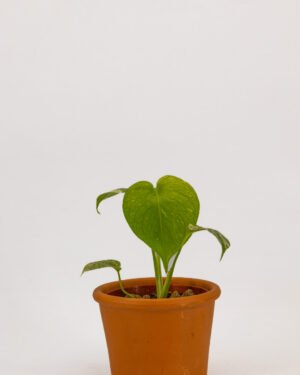 Monstera 'White' - immagine 3
