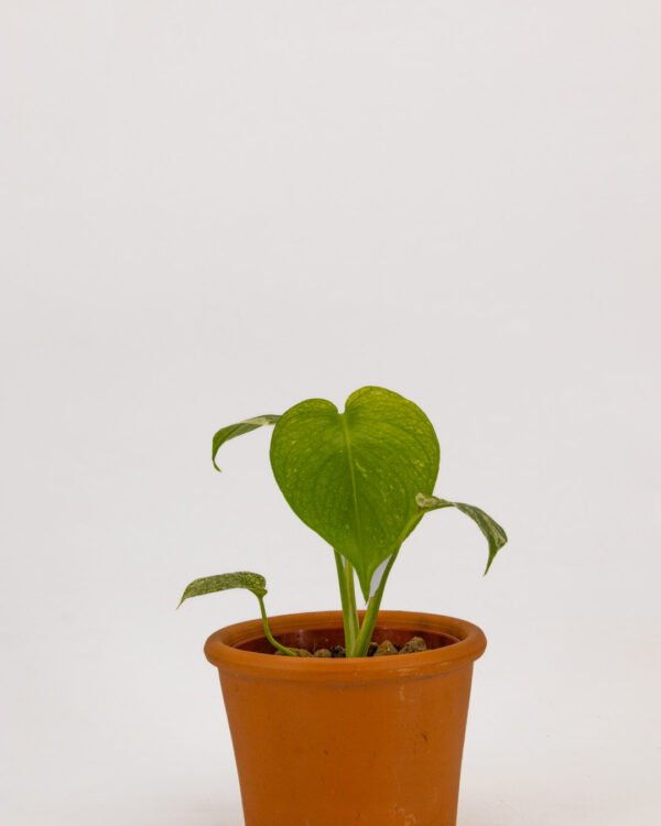 Monstera 'White' - immagine 3