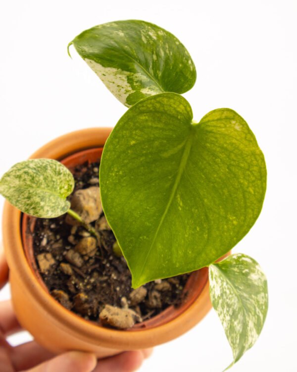 Monstera 'White' - immagine 2