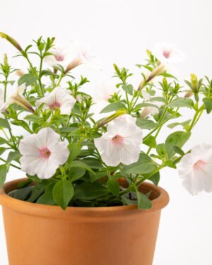 Supertunia - immagine 3