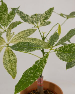 Pachira verde - immagine 3