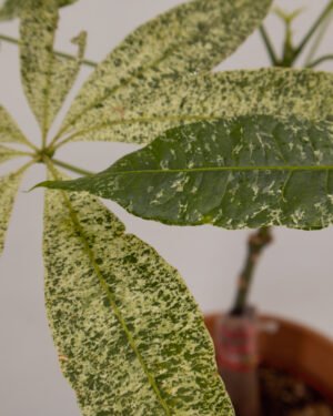 Pachira verde