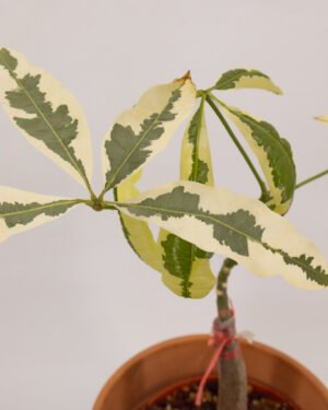 Pachira variegata
