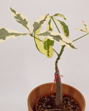 Pachira variegata - immagine 2