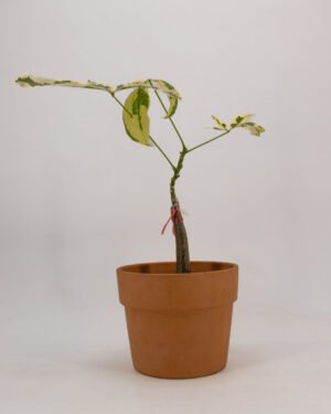 Pachira variegata - immagine 3