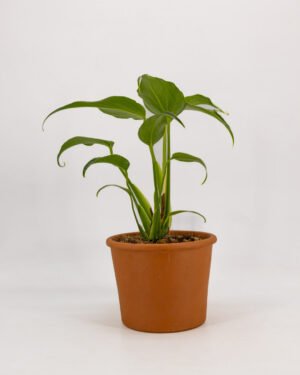 Monstera 'Burle Marx Flame' - immagine 3