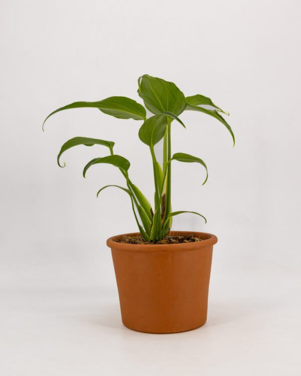 Monstera 'Burle Marx Flame' - immagine 3