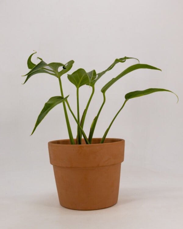 Monstera 'Burle Marx Flame' - immagine 2