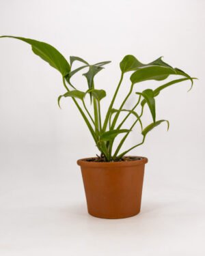 Monstera 'Burle Marx Flame'