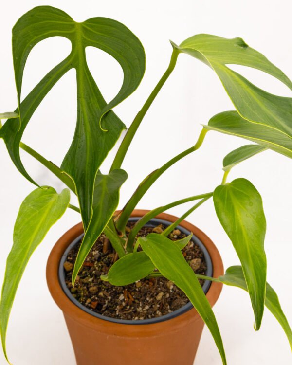 Monstera 'Burle Marx Flame' - immagine 4