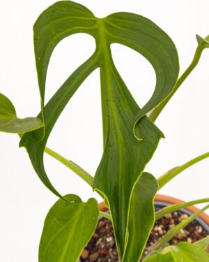 Monstera 'Burle Marx Flame' - immagine 5