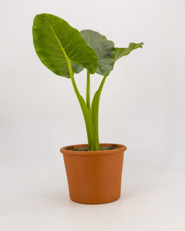 Alocasia 'Okinawa' - immagine 3
