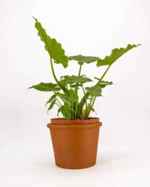 Alocasia 'Okinawa'