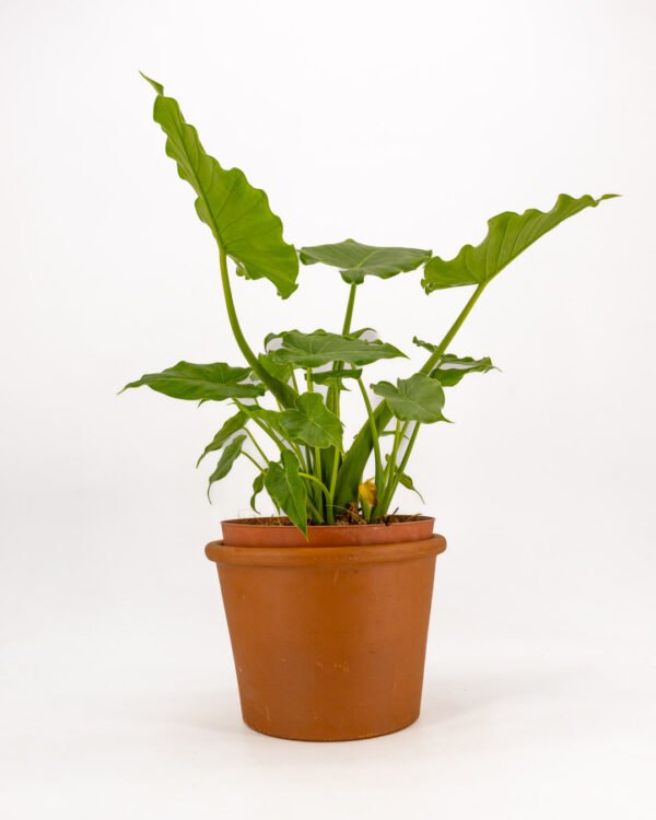 Alocasia 'Okinawa' - immagine 1