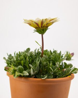 Gazania - immagine 3