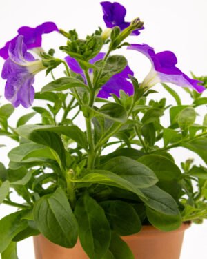 Surfinia - immagine 3