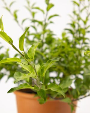 Solanum - immagine 3