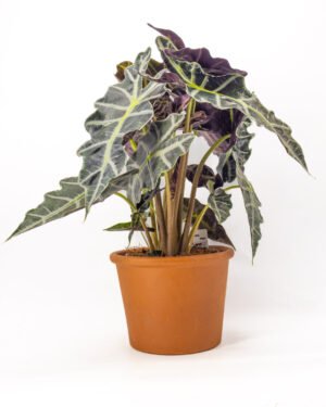 Alocasia sanderiana