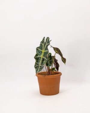 Alocasia sanderiana - immagine 2