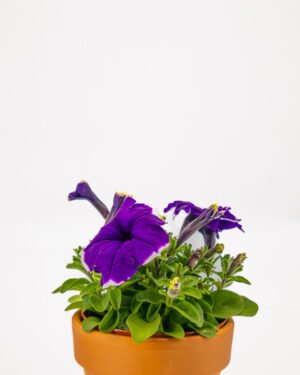 Petunia - immagine 3