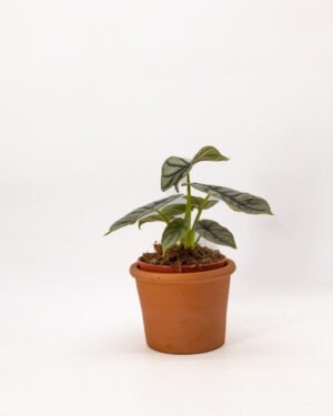 Alocasia 'Silver Dragon'