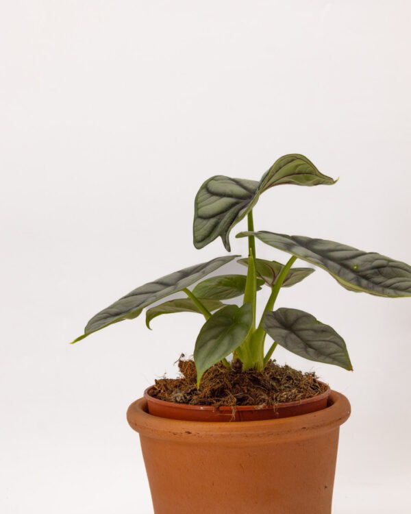Alocasia 'Silver Dragon' - immagine 3