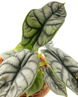 Alocasia 'Silver Dragon' - immagine 2