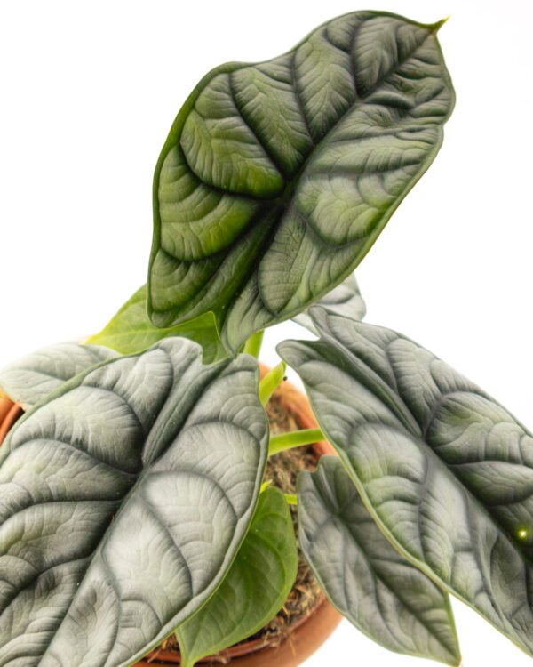 Alocasia 'Silver Dragon' - immagine 2
