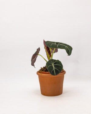 Alocasia 'Black Velvet'