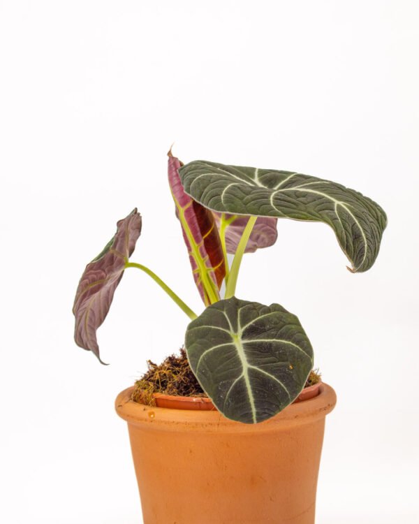 Alocasia 'Black Velvet' - immagine 3