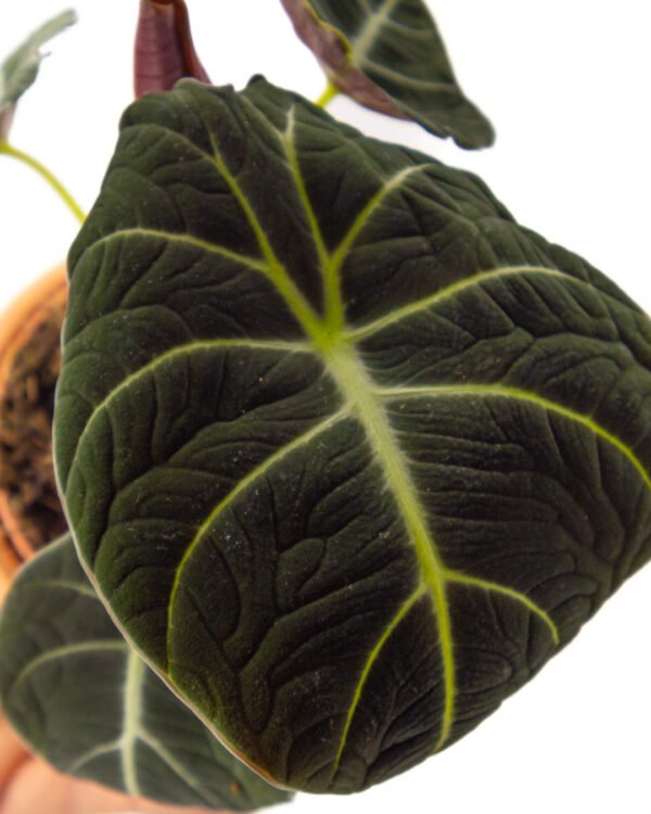 Alocasia 'Black Velvet' - immagine 2