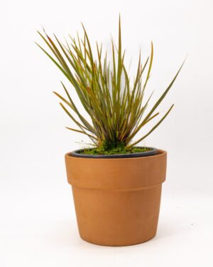 Libertina 'Taupo Sunset'