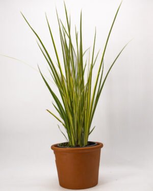 Dietes 'Milky Way'