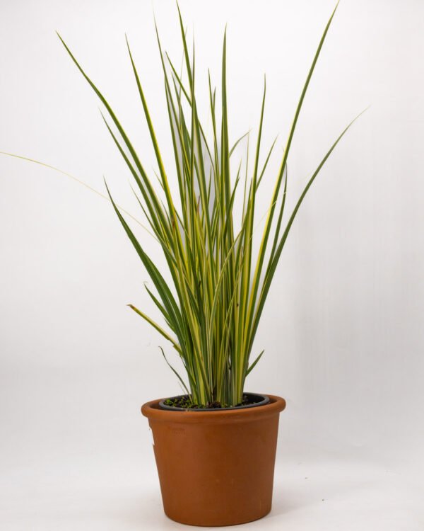 Dietes 'Milky Way' - immagine 1