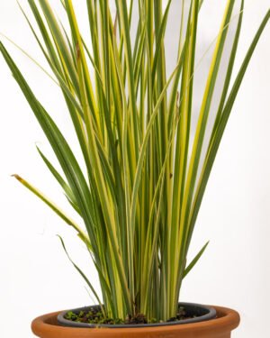 Dietes 'Milky Way' - immagine 3