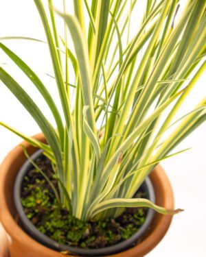 Dietes 'Milky Way' - immagine 2