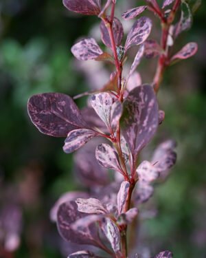 Berberis thunbergii 'Harlequin'