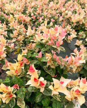 Gelsomino 'Tricolor'