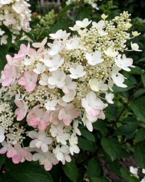 Ortensia paniculata Mount Fuji