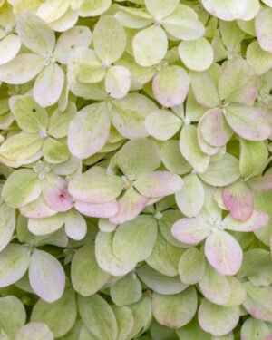 Ortensia paniculata 'Pastel Green'