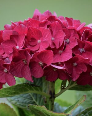 Ortensia paniculata 'Wins Red'
