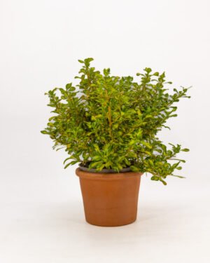 Coprosa 'Rau Kara'